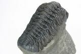 Excellent Phacopid (Morocops) Trilobite - Morocco #216580-4